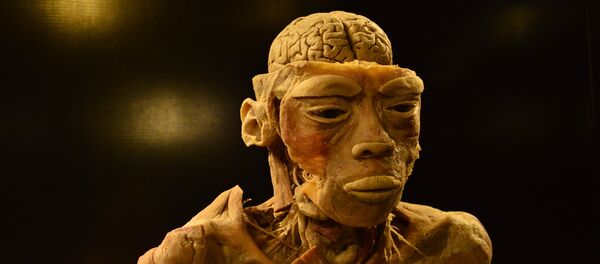 Cerebro Cerebro - Sputnik Mundo