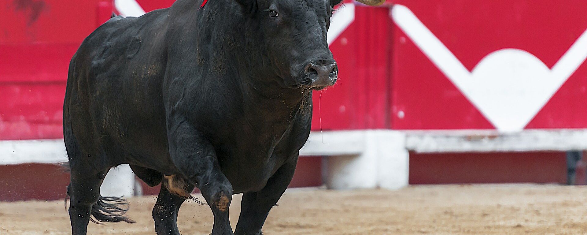 Un toro (imagen referencial) - Sputnik Mundo, 1920, 25.05.2022