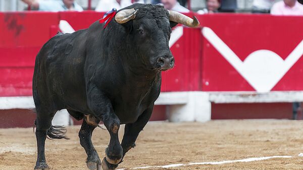 Un toro (imagen referencial) - Sputnik Mundo