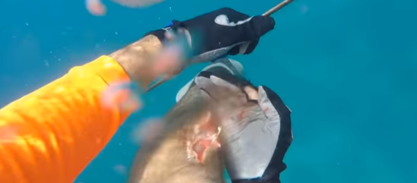 Tiburón asalta a un pescador Tiburón asalta a un pescador - Sputnik Mundo