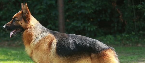 Pastor alemán - Sputnik Mundo