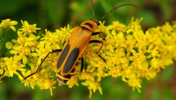 Chauliognathus pensylvanicus - Sputnik Mundo