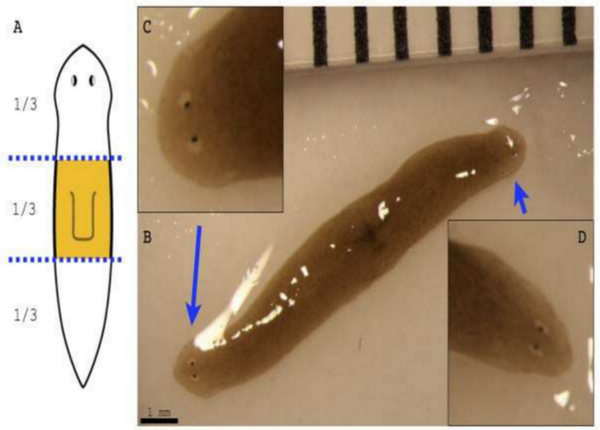 Gusano Dugesia japonica - Sputnik Mundo