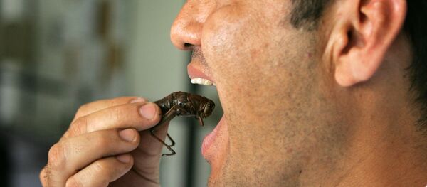 Un insecto comestible (archivo) - Sputnik Mundo
