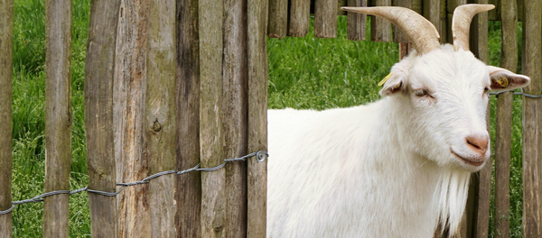 Una cabra (imagen referencial) - Sputnik Mundo