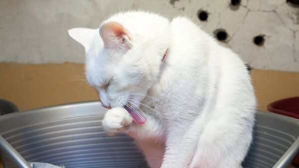 Gato Aquiles - Sputnik Mundo