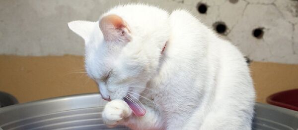 Gato Aquiles - Sputnik Mundo