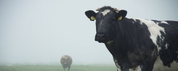 Vacas (imagen ilustrativa) - Sputnik Mundo