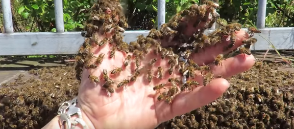 Un hombre mete la mano desnuda en un enjambre de abejas - Sputnik Mundo