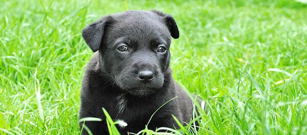 Cachorro - Sputnik Mundo