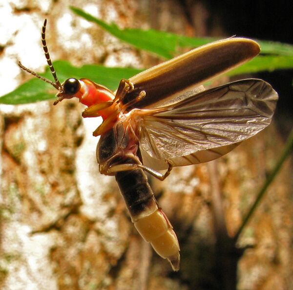 Una luciérnaga de la familia photinus pyralis Una luciérnaga de la familia photinus pyralis - Sputnik Mundo
