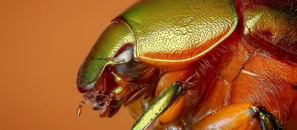 Escarabajo - Sputnik Mundo