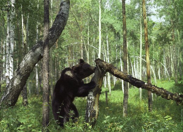 Oso en taiga - Sputnik Mundo