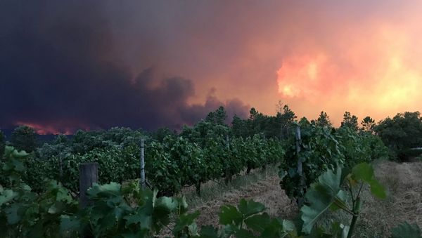 Un incendio forestal en Portugal Un incendio forestal en Portugal - Sputnik Mundo