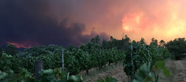 Un incendio forestal en Portugal Un incendio forestal en Portugal - Sputnik Mundo