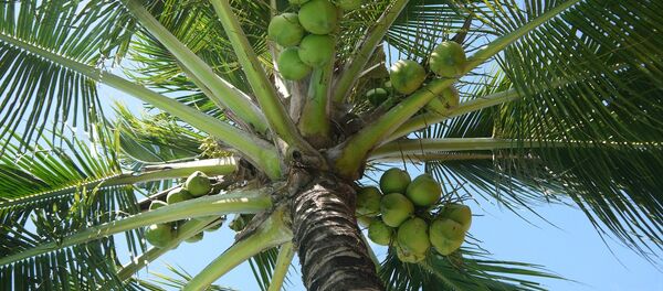 Palma de coco - Sputnik Mundo