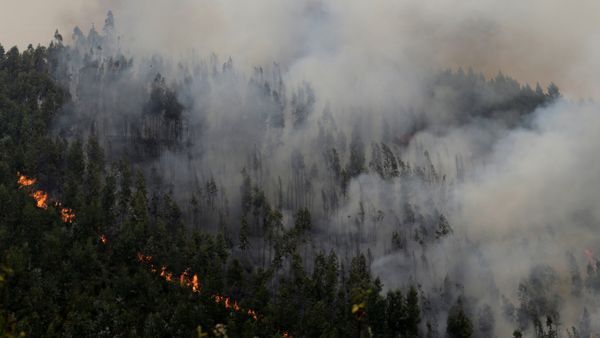 Incendio forestal cerca de Pedrógao Grande, en Portugal Incendio forestal cerca de Pedrógao Grande, en Portugal - Sputnik Mundo