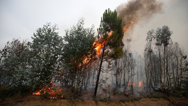 Incendio forestal en Portugal Incendio forestal en Portugal - Sputnik Mundo