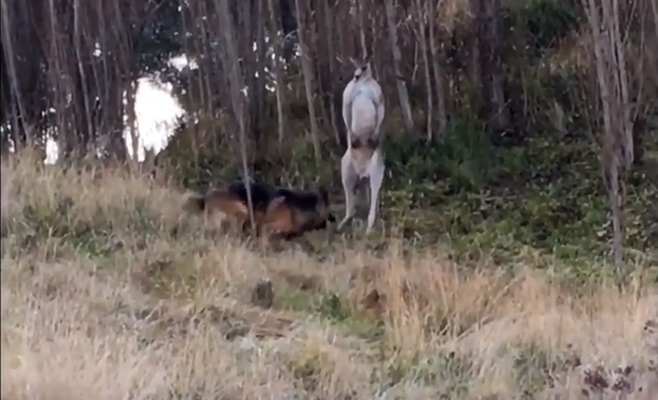 ¡Tranquilos! Un policía separa a un canguro y un perro que 'llegaron a las manos' - Sputnik Mundo