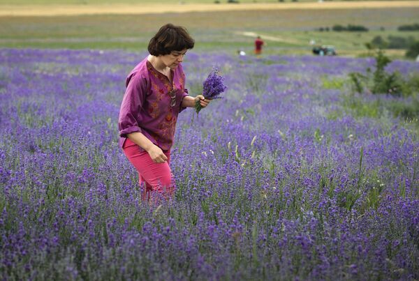 'La Provenza de Crimea': el inolvidable espectáculo del florecimiento de la lavanda - Sputnik Mundo