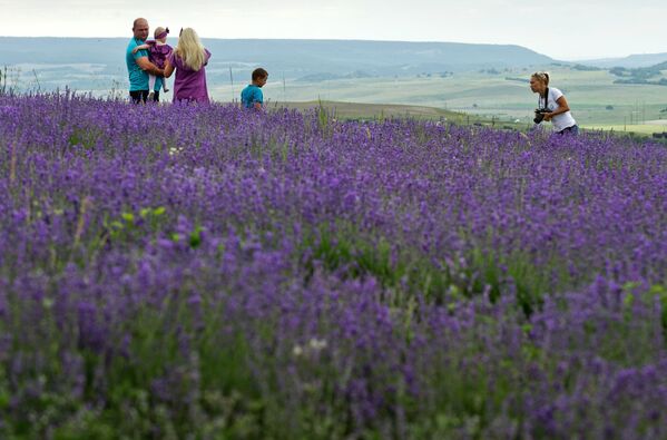 'La Provenza de Crimea': el inolvidable espectáculo del florecimiento de la lavanda - Sputnik Mundo