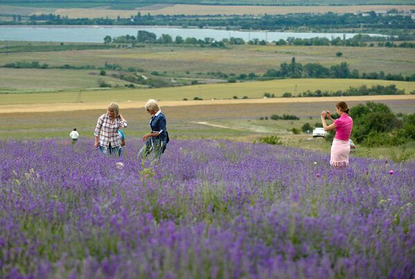 'La Provenza de Crimea': el inolvidable espectáculo del florecimiento de la lavanda - Sputnik Mundo