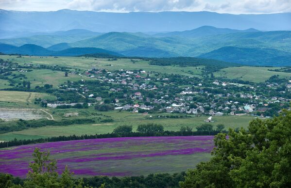 'La Provenza de Crimea': el inolvidable espectáculo del florecimiento de la lavanda - Sputnik Mundo