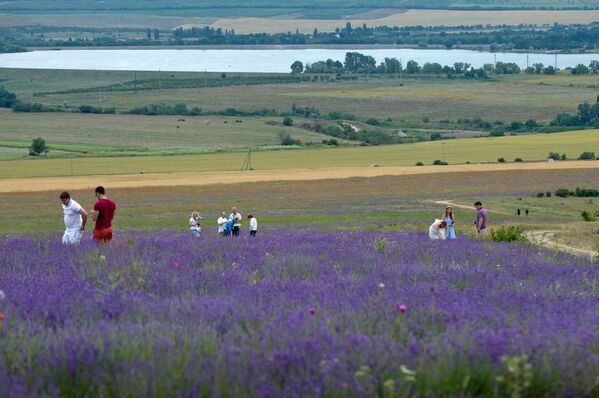 'La Provenza de Crimea': el inolvidable espectáculo del florecimiento de la lavanda - Sputnik Mundo