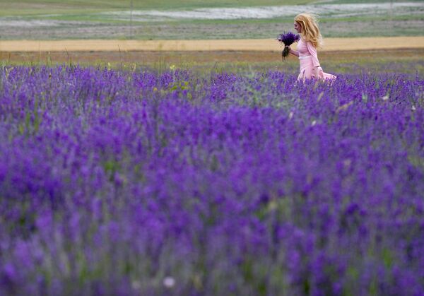 'La Provenza de Crimea': el inolvidable espectáculo del florecimiento de la lavanda - Sputnik Mundo