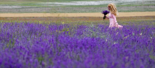 'La Provenza de Crimea': el inolvidable espectáculo del florecimiento de la lavanda - Sputnik Mundo