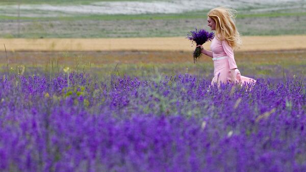 'La Provenza de Crimea': el inolvidable espectáculo del florecimiento de la lavanda - Sputnik Mundo