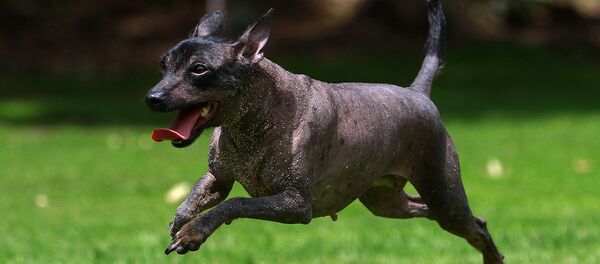 Xoloitzcuintle - Sputnik Mundo