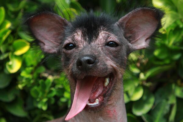 Xoloitzcuintle Xoloitzcuintle - Sputnik Mundo