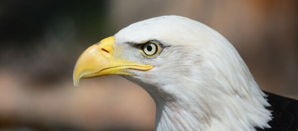 La cabeza de un águila (imagen referencial) La cabeza de un águila (imagen referencial) - Sputnik Mundo