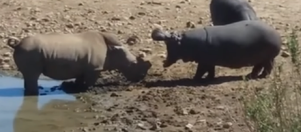 No es lo que parece: un hipopótamo mata a un rinoceronte por beber en su charca No es lo que parece: un hipopótamo mata a un rinoceronte por beber en su charca - Sputnik Mundo