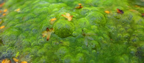 Algas (imagen referencial) - Sputnik Mundo