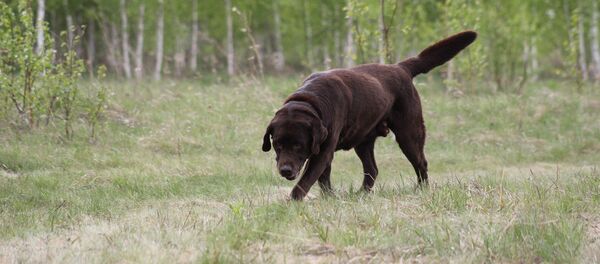 El perro de rescate Dag (archivo) - Sputnik Mundo