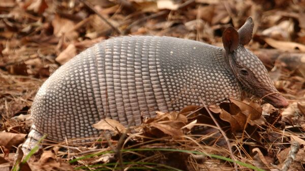 Un armadillo - Sputnik Mundo