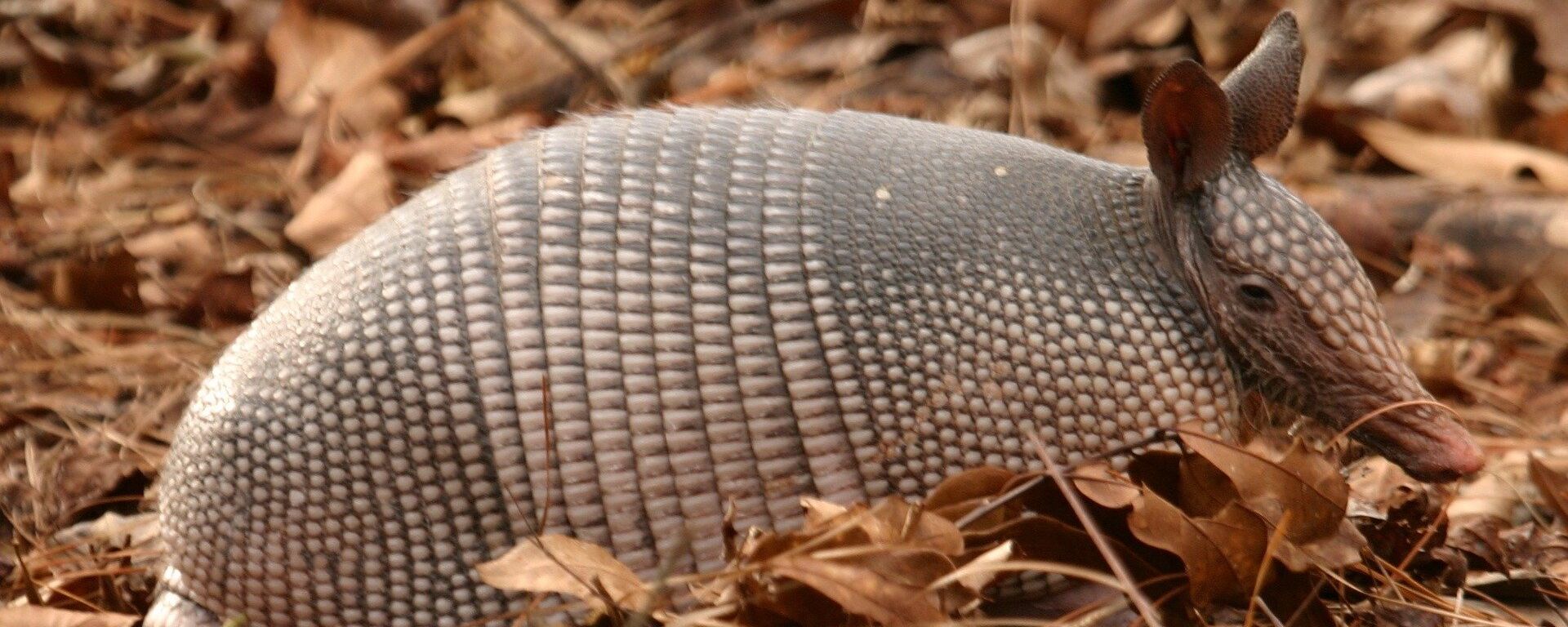 Un armadillo - Sputnik Mundo, 1920, 03.11.2020