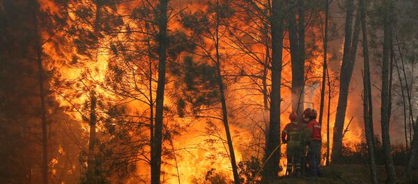 Incendios forestales en Portugal, junio de 2017 - Sputnik Mundo