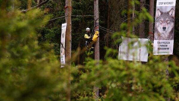 Pancartas de protesta en el Bosque de Bialowieza, Polonia (archivo) - Sputnik Mundo