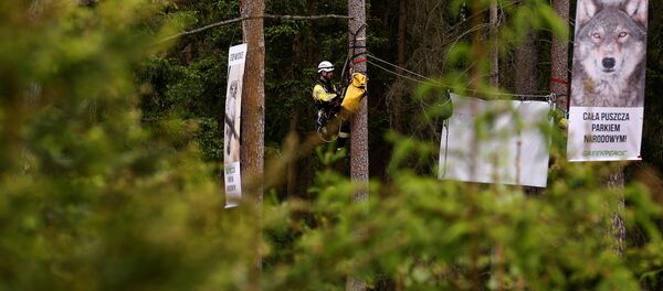 Pancartas de protesta en el Bosque de Bialowieza, Polonia Pancartas de protesta en el Bosque de Bialowieza, Polonia - Sputnik Mundo
