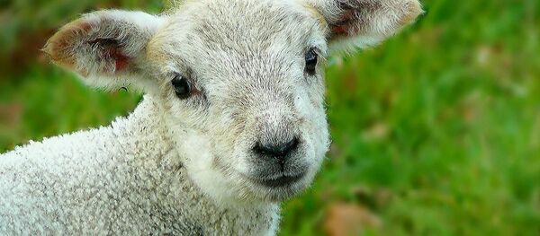 Cordero - Sputnik Mundo