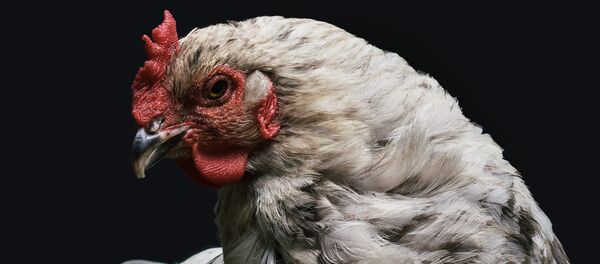 Pollo Pollo - Sputnik Mundo