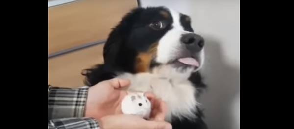 Un pequeño hámster asusta a un perro grande - Sputnik Mundo