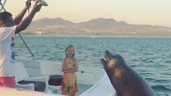 Foca subiéndose a la popa de un barco en busca de comida - Sputnik Mundo