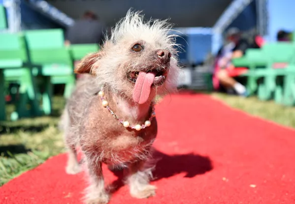 Coronan en EEUU al perro más feo del mundo Coronan en EEUU al perro más feo del mundo - Sputnik Mundo