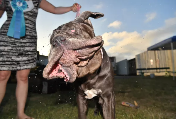 Coronan en EEUU al perro más feo del mundo Coronan en EEUU al perro más feo del mundo - Sputnik Mundo