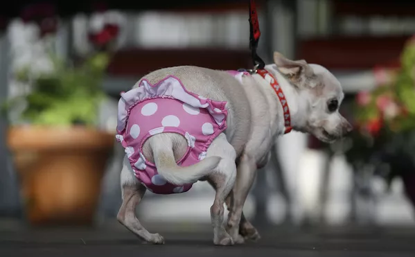 Coronan en EEUU al perro más feo del mundo Coronan en EEUU al perro más feo del mundo - Sputnik Mundo