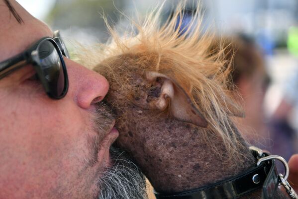 Coronan en EEUU al perro más feo del mundo - Sputnik Mundo